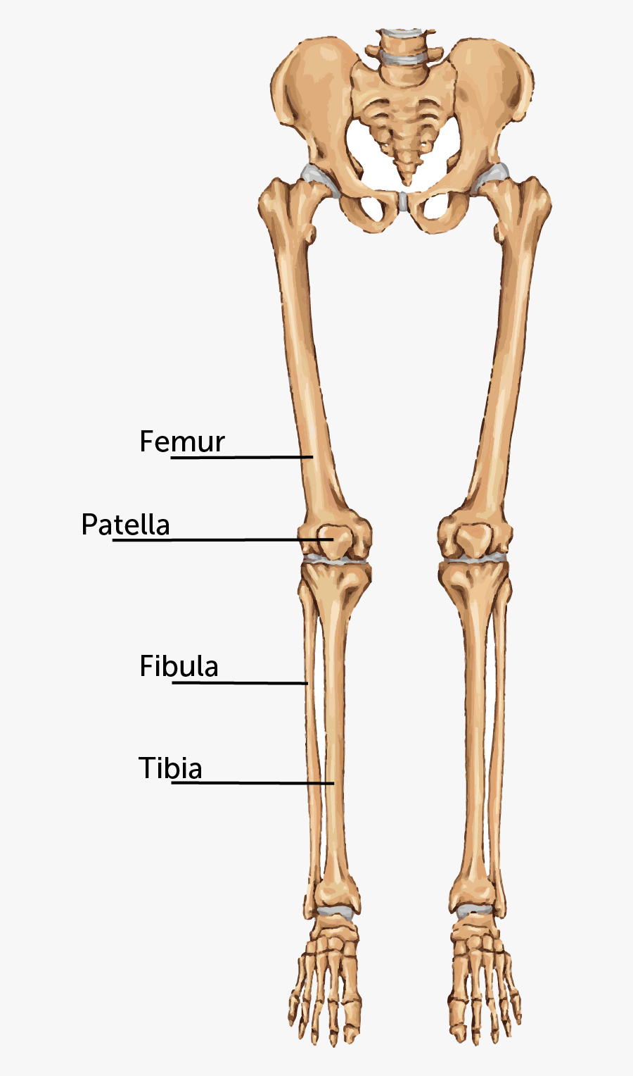 С какими костями соединяется бедренная кость. Femur Bone. Femur кость. Бедренная кость анатомия. Бедренная кость (femur).