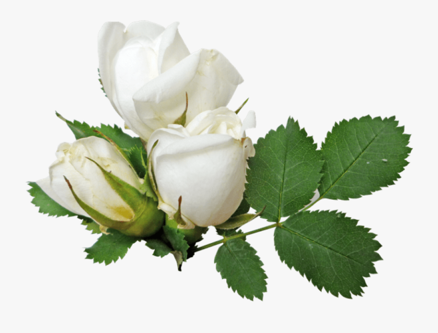 White Rose Clipart Green - White Roses Transparent Background, Transparent Clipart