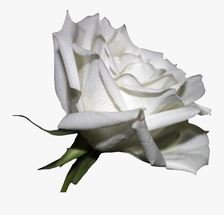 White Rose 01 Png By Thy Darkest Hour - Grey Rose Transparent Background, Transparent Clipart
