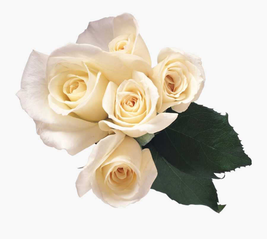 White Roses Transparent Png, Transparent Clipart