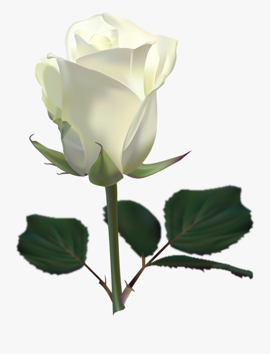 Clip Art Pin By Becky Byrum - White Rose Images Download, Transparent Clipart