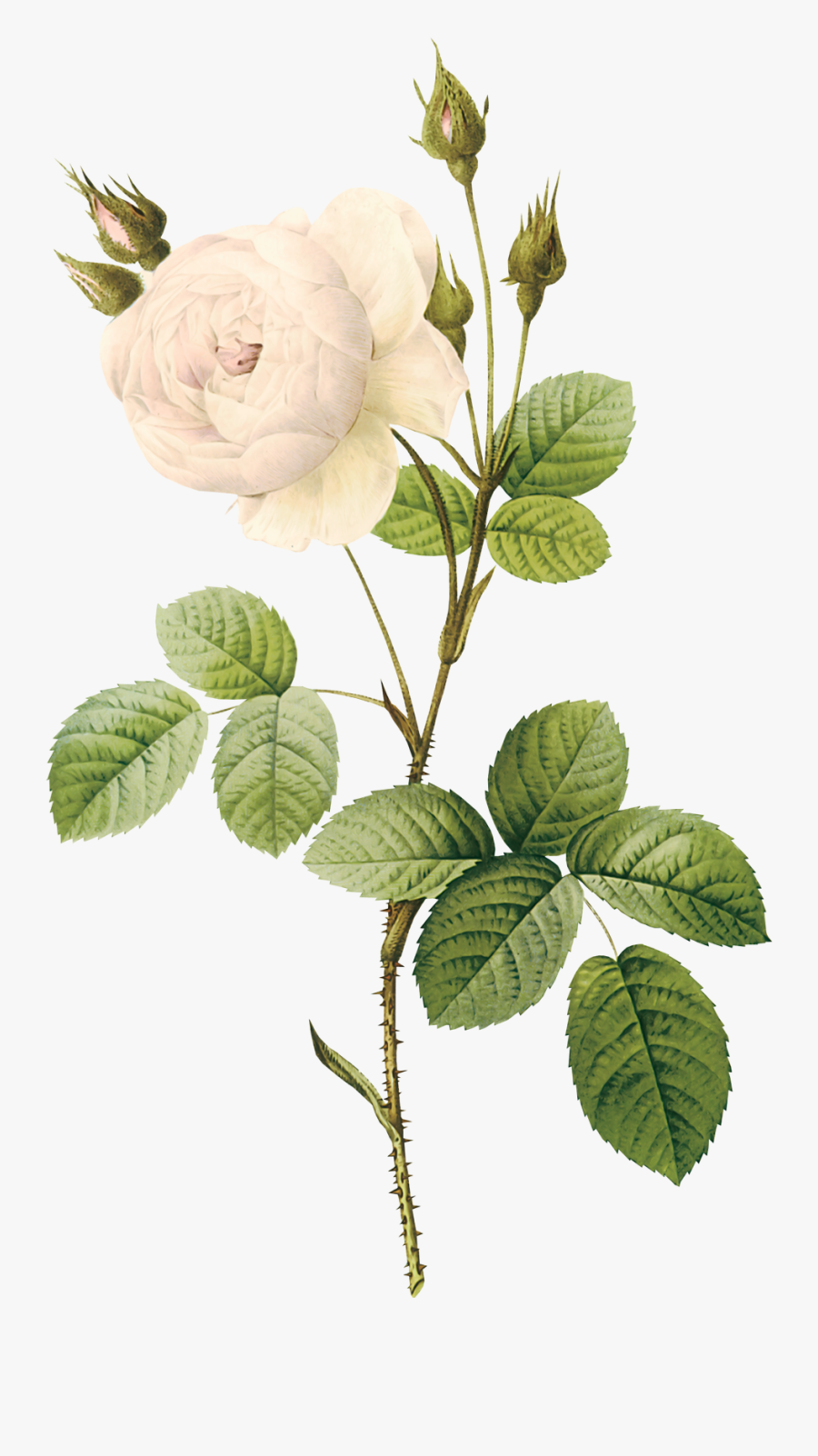 White Flower Paint Clipart - Vintage White Flowers Png, Transparent Clipart