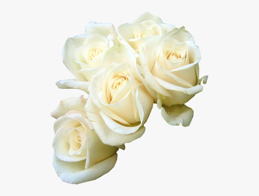 Transparent White Roses Png, Transparent Clipart