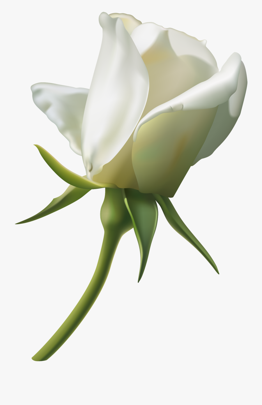 Single White Rose Png, Transparent Clipart