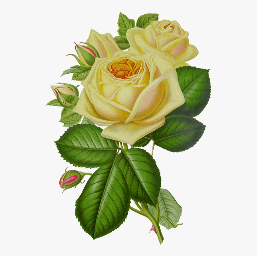White Rose Vintage - Yellow Vintage Flowers Png, Transparent Clipart