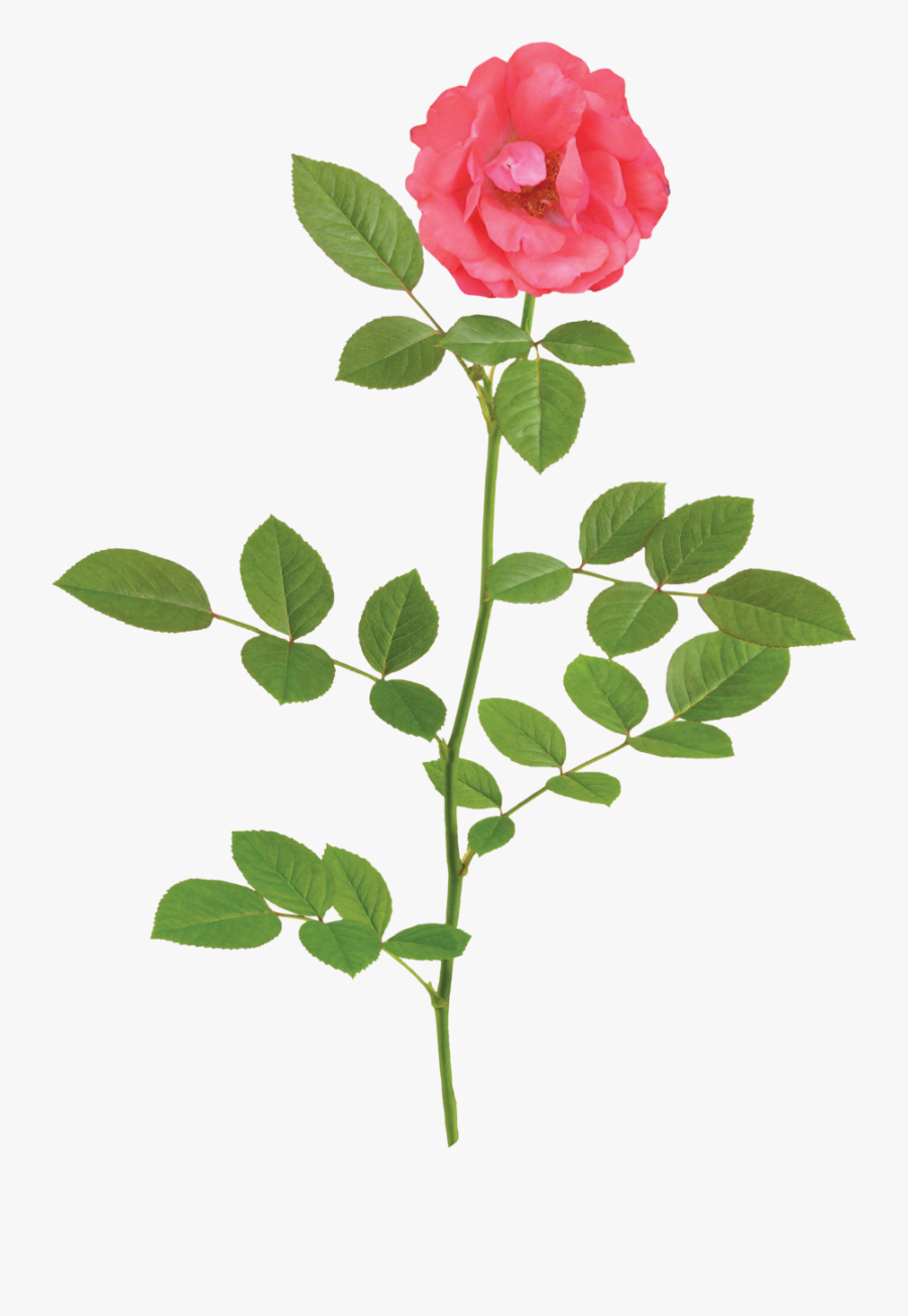 Clip Art Images Of A Rose - Apricot Rose Png, Transparent Clipart
