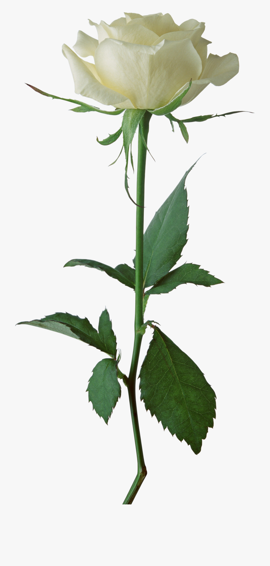 White Rose Png, Transparent Clipart
