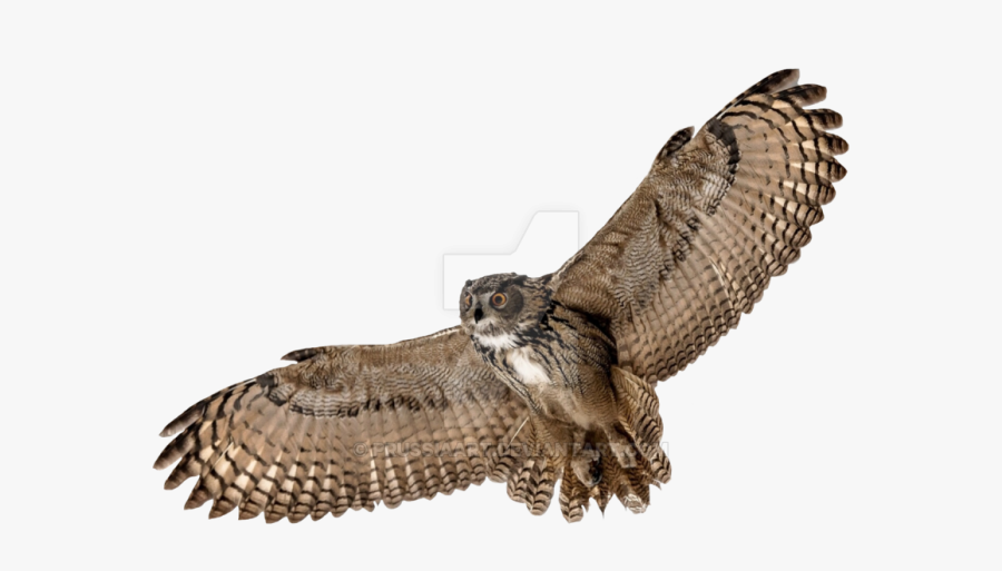 Barn Owl Png Picture Owl Png Background - Owl With Transparent Background, Transparent Clipart
