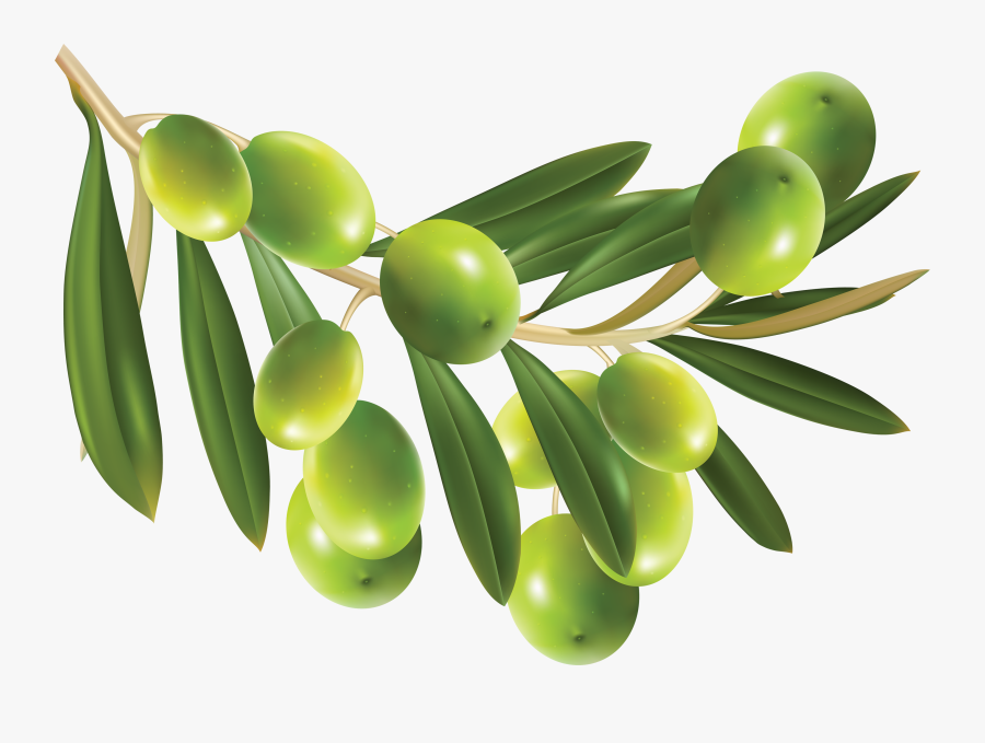 Clip Art Images Free Download Olive - Zeytin Png, Transparent Clipart