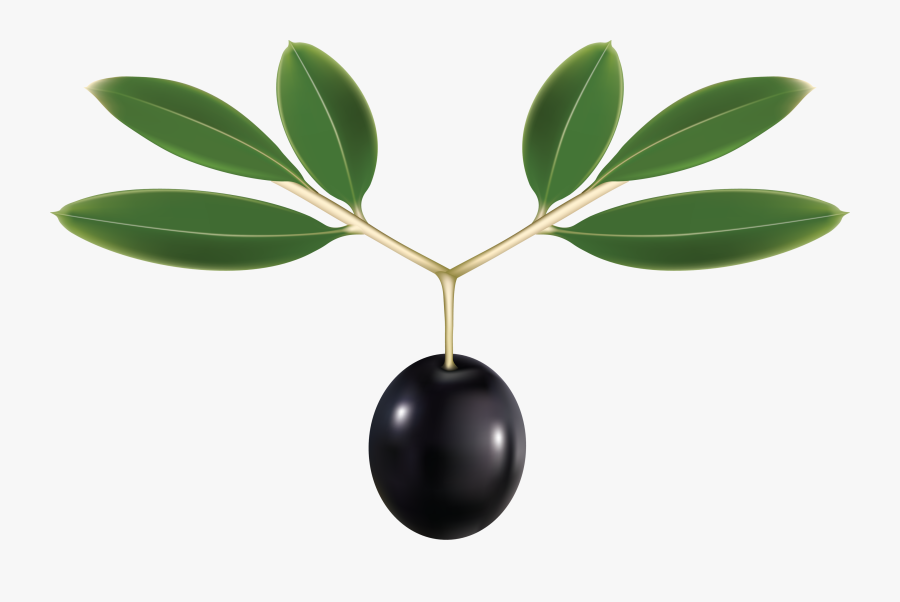 Olive Leaf No Background, Transparent Clipart
