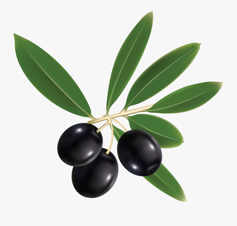 Olive Vector Free, Transparent Clipart