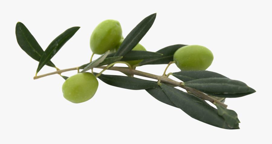 Images Free Download Olive - Olive Png, Transparent Clipart
