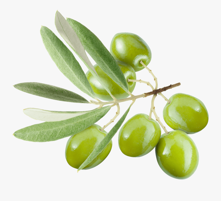 Green Olives On Branch - Transparent Background Olive Png, Transparent Clipart
