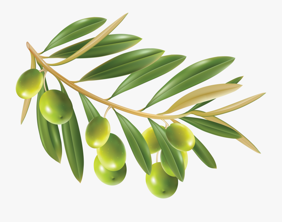 Olives Png Image - Olive Leaf No Background, Transparent Clipart