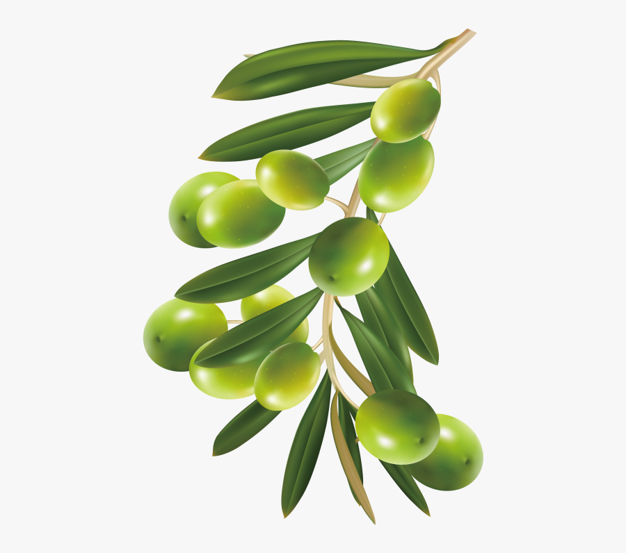 Olive - Transparent Olive Fruit, Transparent Clipart
