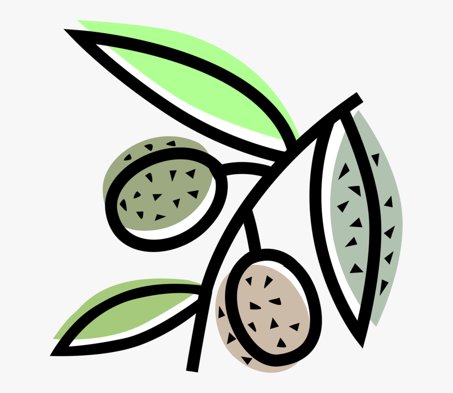 Vector Illustration Of Mediterranean Olives Agricultural, Transparent Clipart