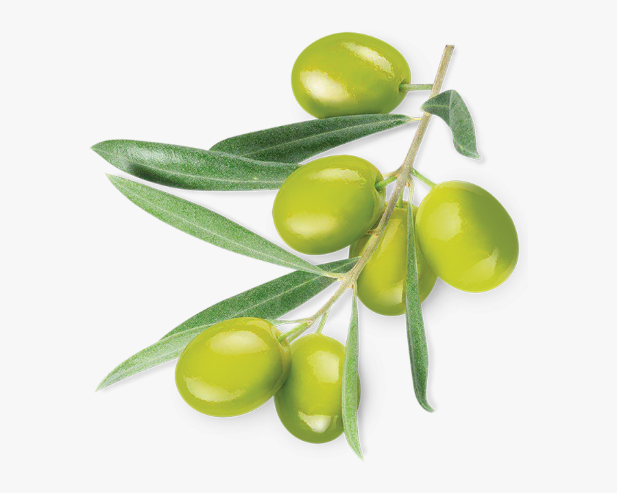 Clip Art Olive Vector - Olives Png, Transparent Clipart