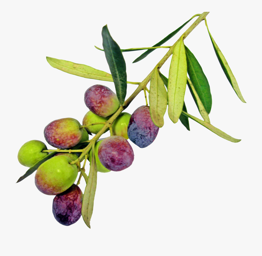 Download Olive Png Pic For Designing Projects - Png Olive Trees Transparent, Transparent Clipart
