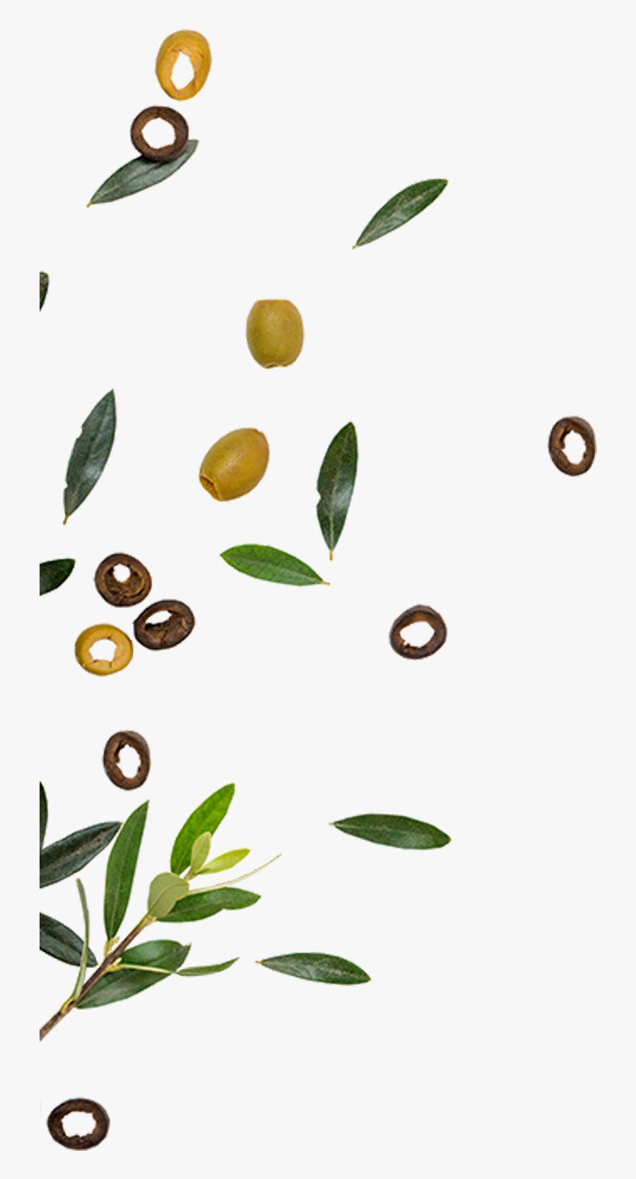 Golden Olive Is One Of The Leading Companies In The - Olive, Transparent Clipart