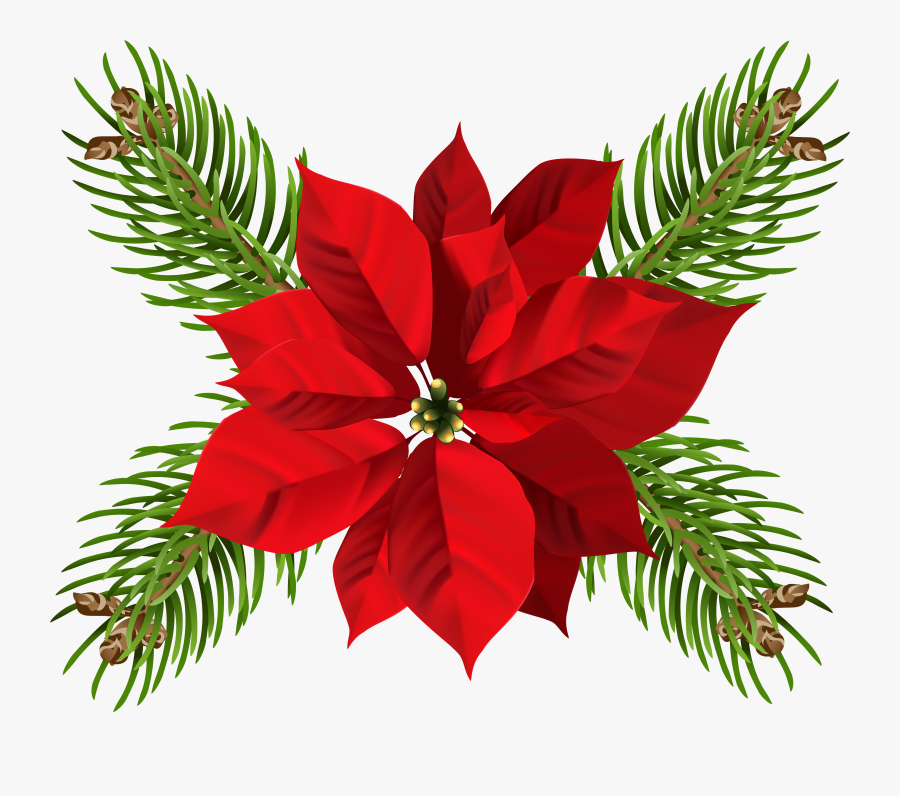 Poinsettia Transparent Png Clip - Poinsettia, Transparent Clipart