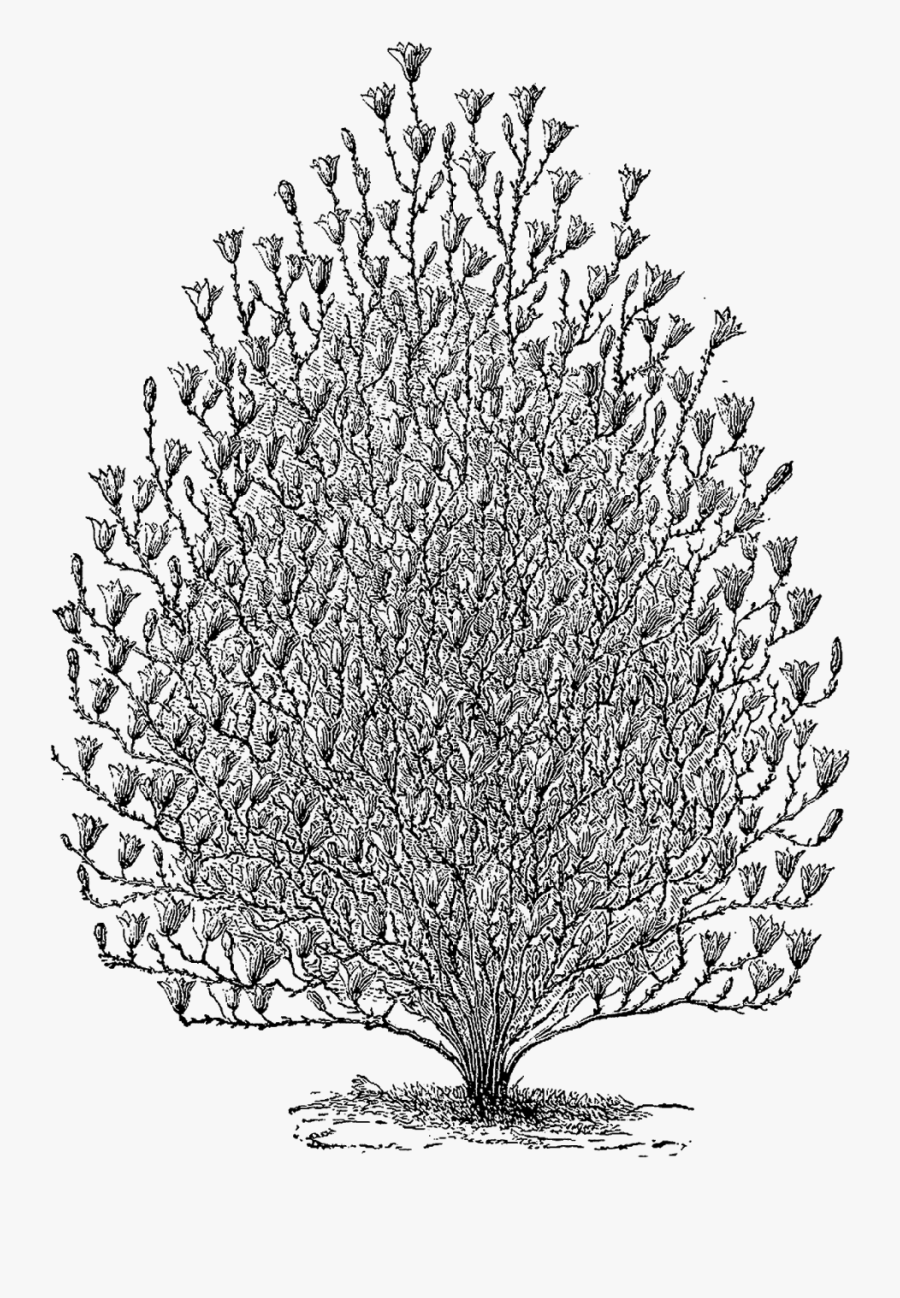 Ornamental Plant, Transparent Clipart