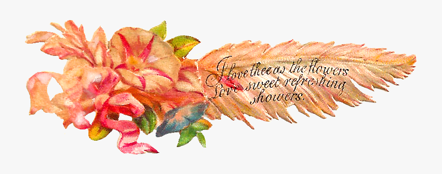 Poinsettia, Transparent Clipart