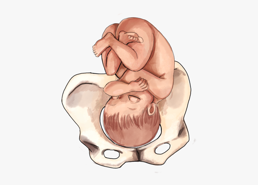 The Ultimate Guide To Baby Position In The Womb - 3rd Trimester Baby Positions, Transparent Clipart
