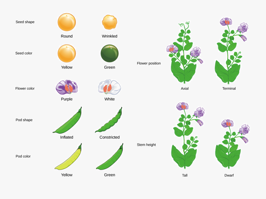 Peas Clipart Pod Meaning - Flower Position In Pea Plants, Transparent Clipart