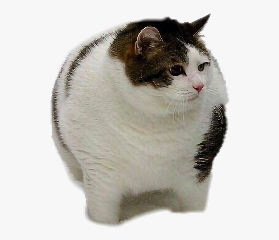 #fat #cat #fatcat - Funny Cat Memes 2019, Transparent Clipart