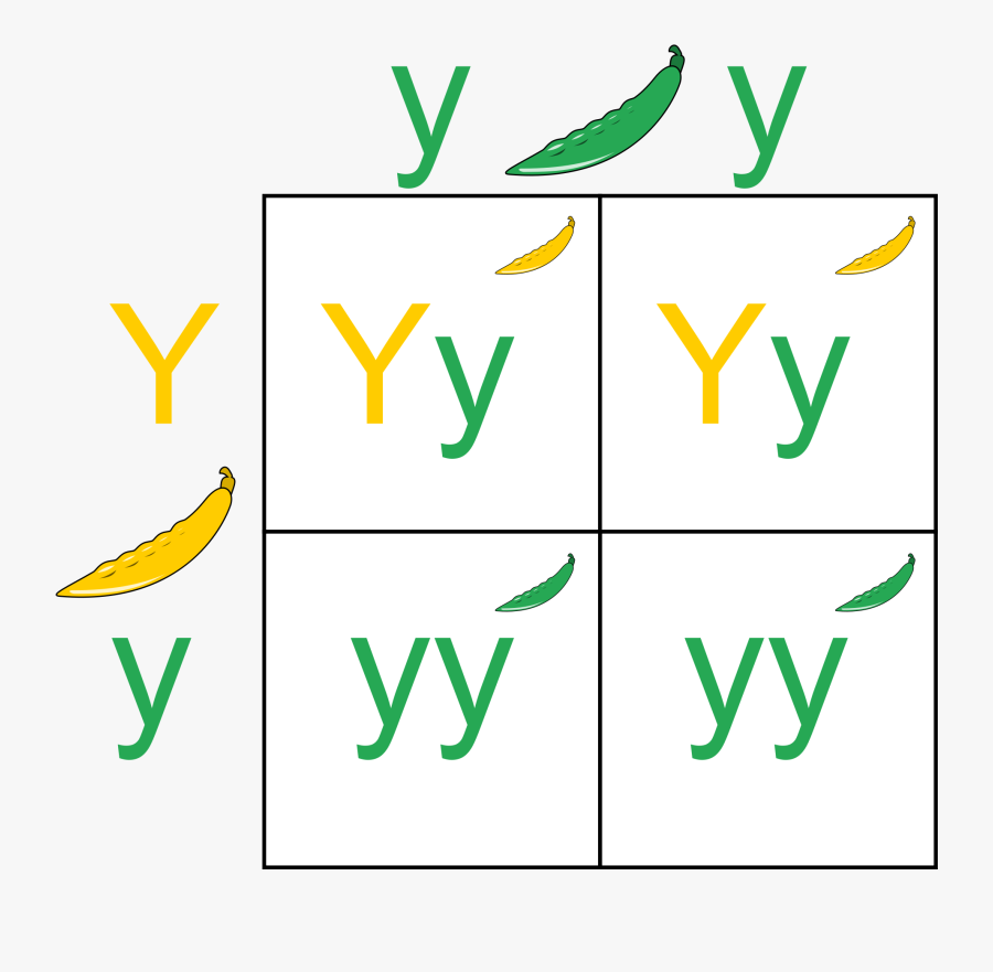 Image From Wikimedia Commons - Punnett Square, Transparent Clipart