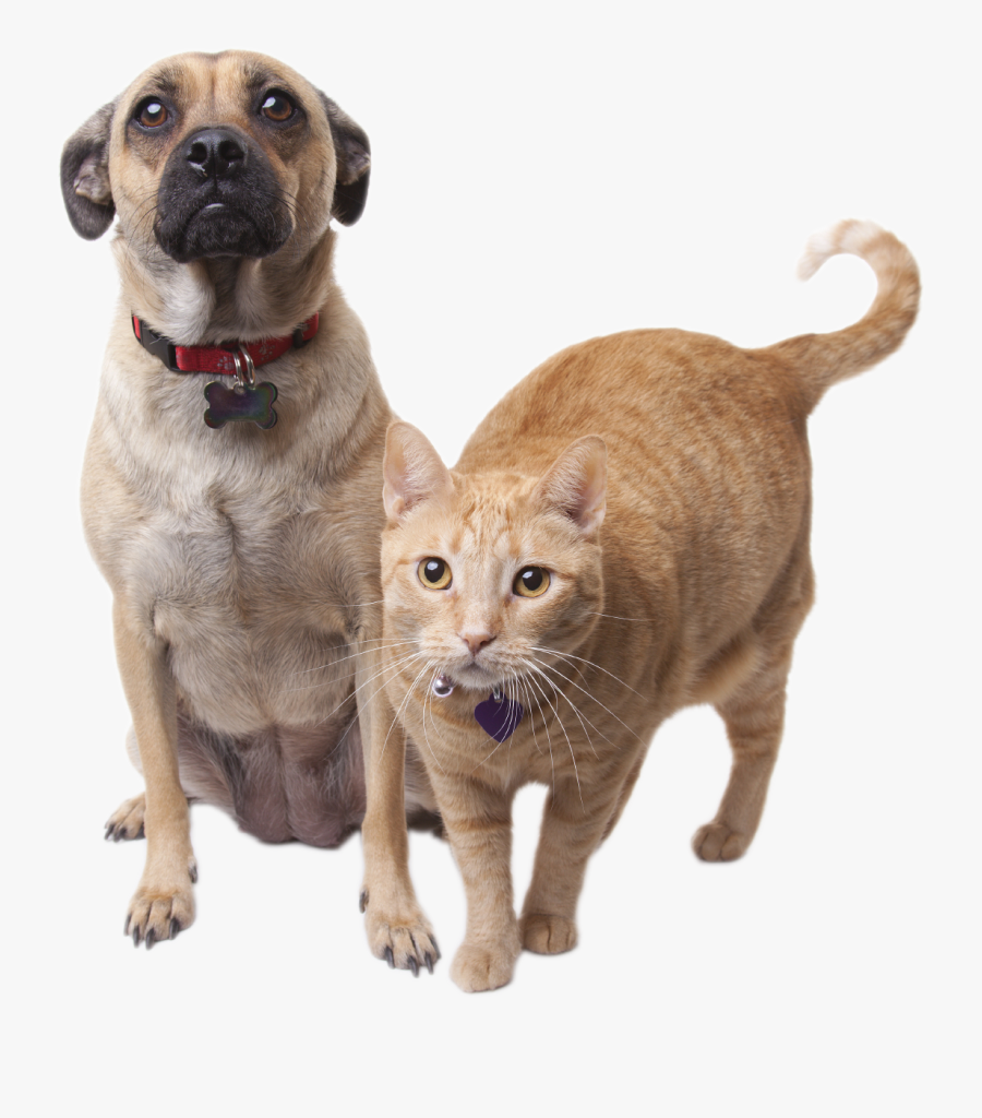 Puggle And Cat - Cat And Dog Transparent Background, Transparent Clipart