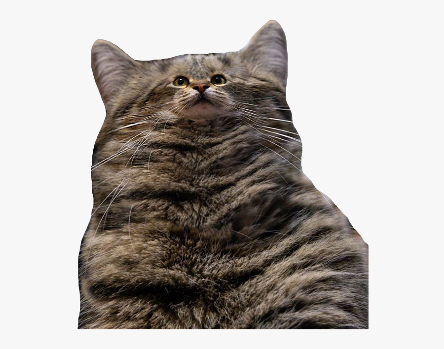 #cat #fatcat #tinyface #funny #cat #animal #fluffy - Funny Cat Faces Png, Transparent Clipart