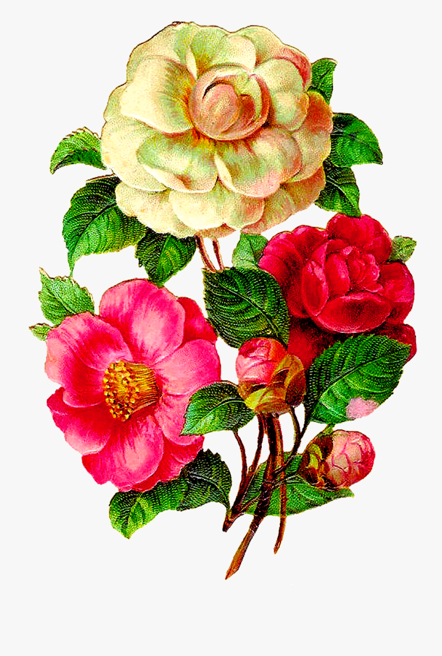 Afbeeldingsresultaat Voor Vintage Flowers Illustration - Flowers Png Hd Vintage, Transparent Clipart