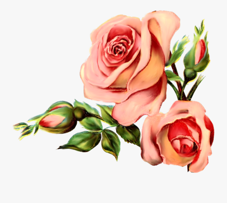Vintage Rose March - Birds And Roses, Transparent Clipart