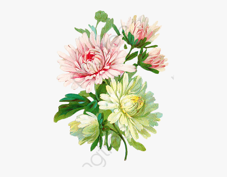 Vintage Floral Botanical - Vintage Chrysanthemum Flower Art, Transparent Clipart