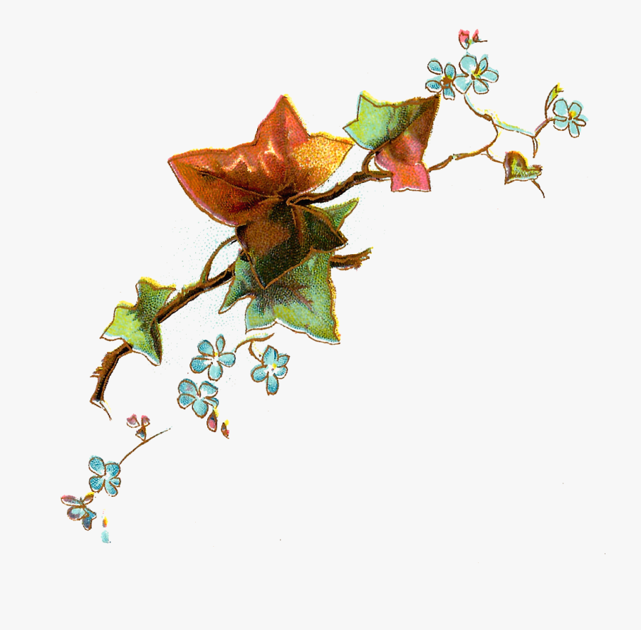 Free Flower Clip Art - Evergreen Rose, Transparent Clipart
