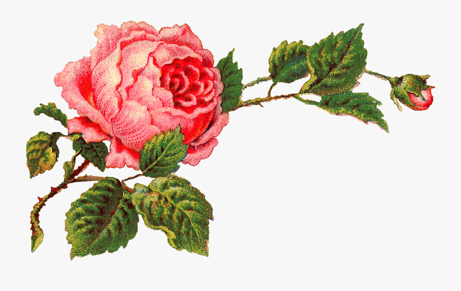 Vintage Rose Clipart, Transparent Clipart