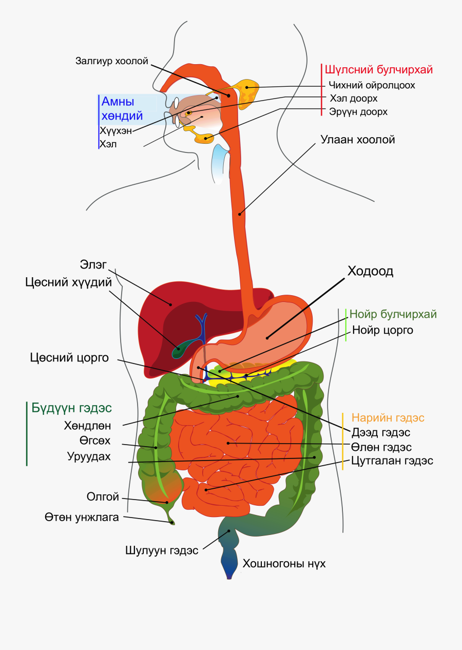 Digestive System Diagram Mn - Sistema Digestivo En Español, Transparent Clipart