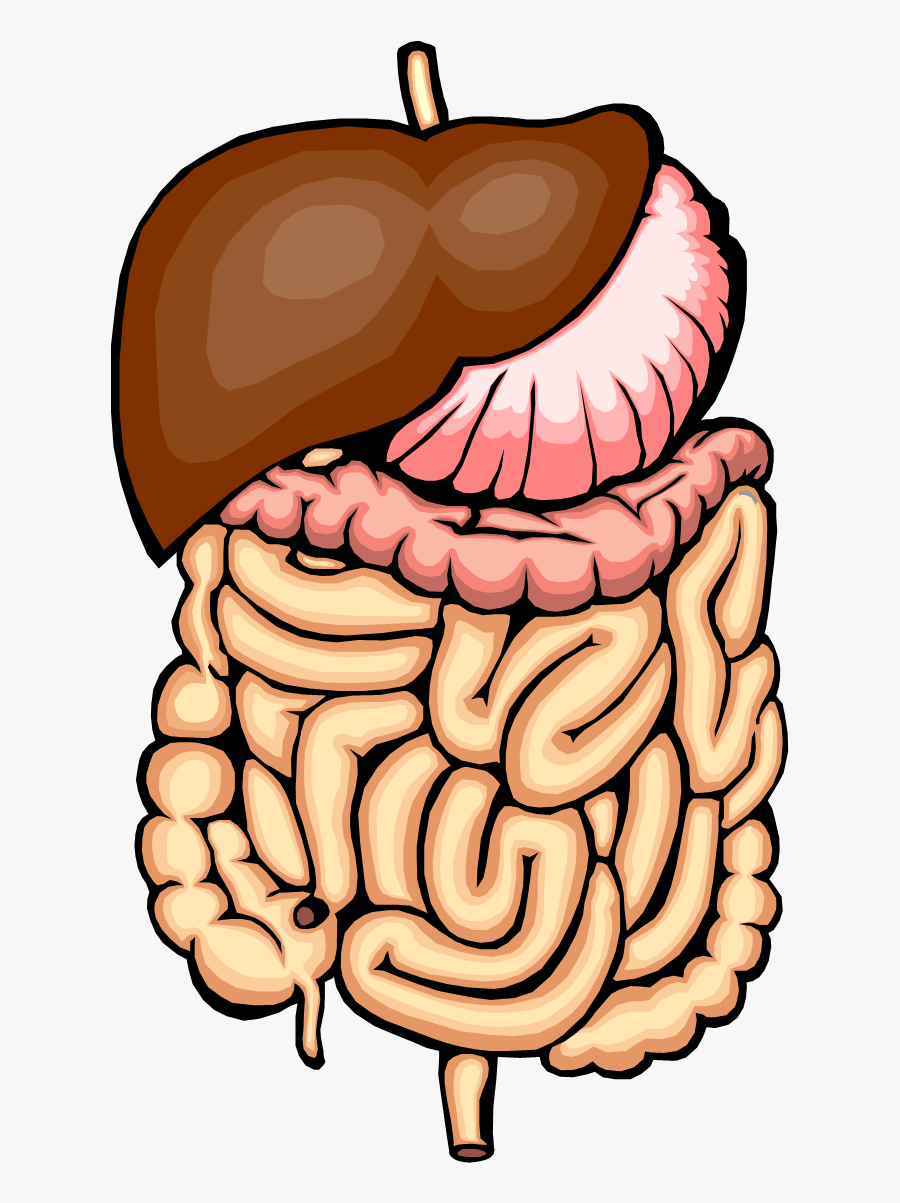 Digestive System Clip Art - Digestive System Clipart, Transparent Clipart