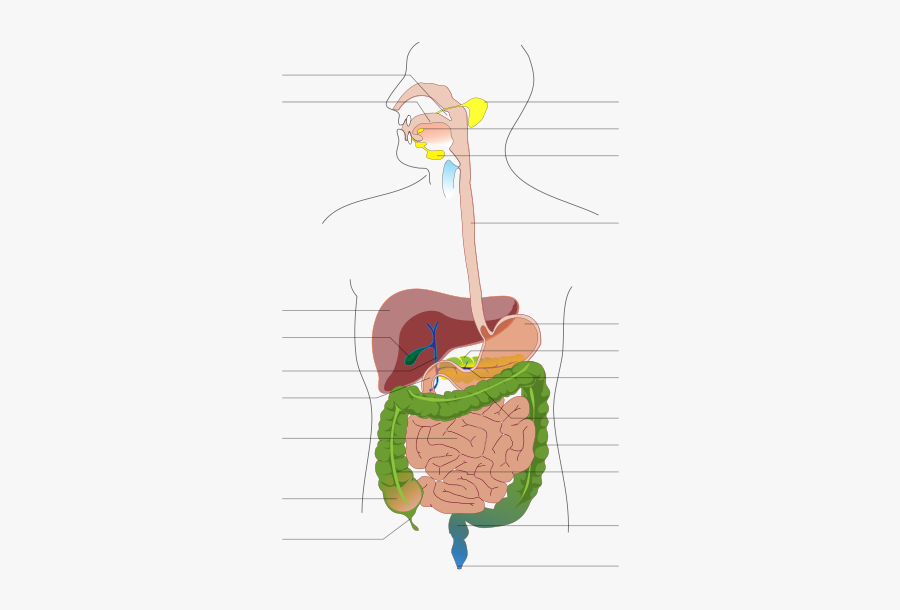 Digestive System Diagram No Labels , Free Transparent Clipart - ClipartKey