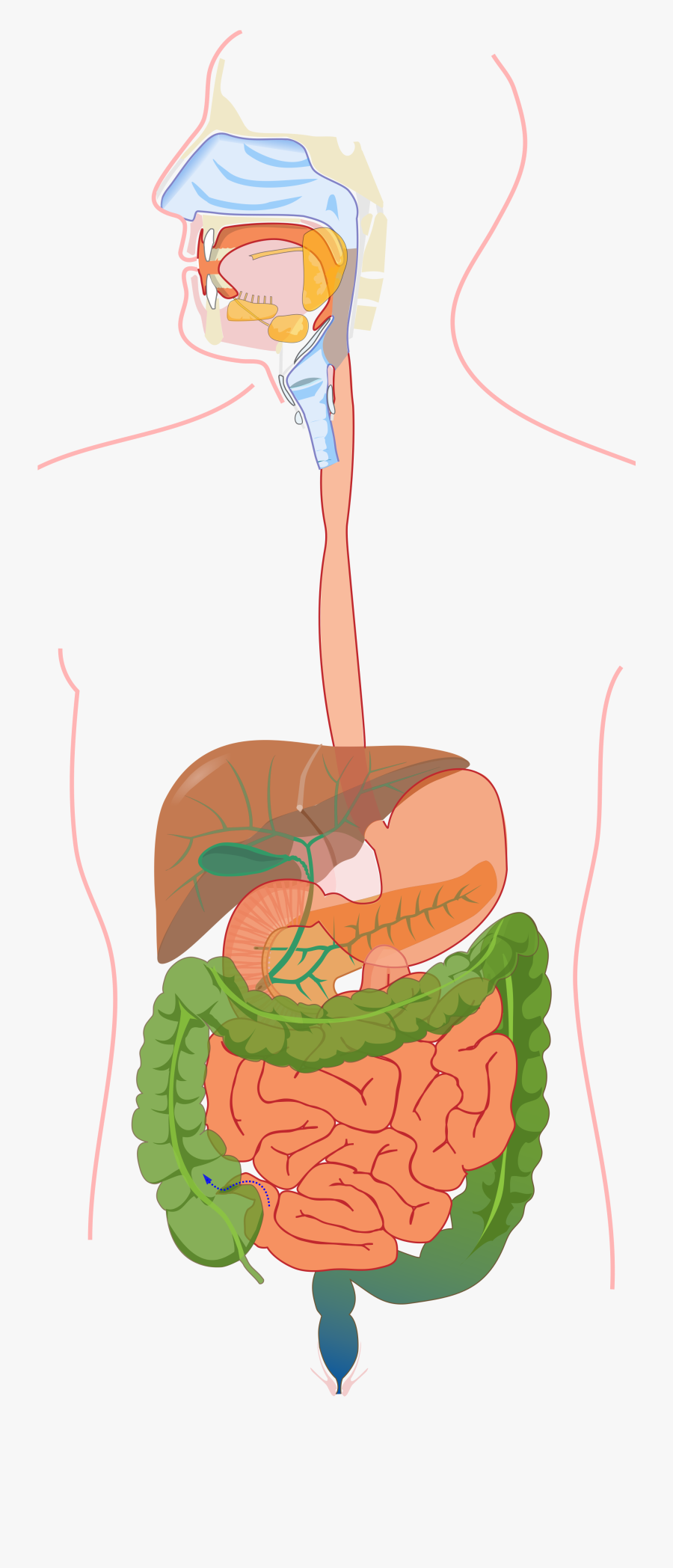 Clip Art File Without Labels Svg - Accurate Diagram Of Digestive System, Transparent Clipart