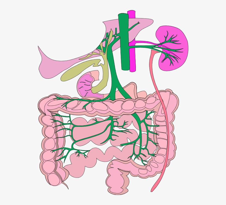 Digestive System Organs Colouring Pages - Digestive System Working With Circulatory, Transparent Clipart