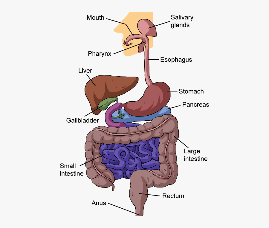 Clipart Mouth Digestive System Mouth - Human Digestive System Cartoon, Transparent Clipart