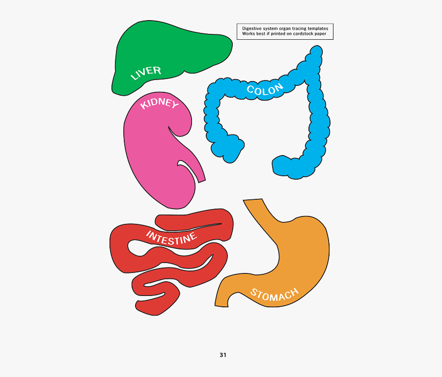 Transparent Digestive System Png - Digestive System Organs Pdf, Transparent Clipart