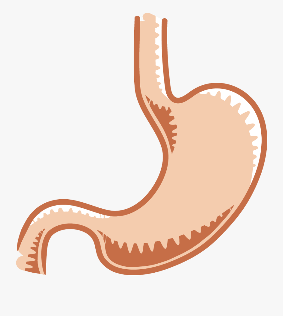 The Gastrointestinal System Salmonella - Stomach Clipart, Transparent Clipart