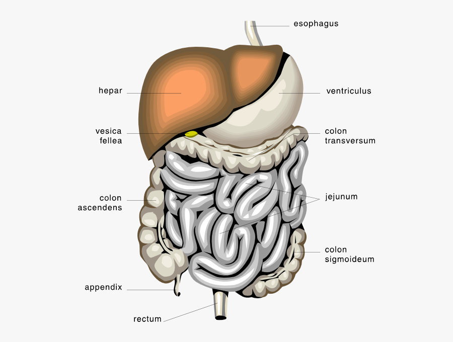 Transparent Digestive System Clipart - Digestive System, Transparent Clipart