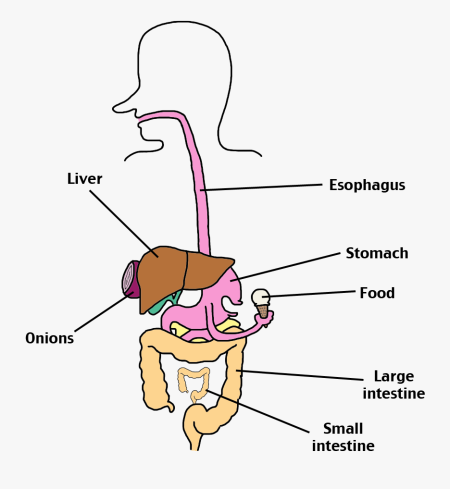 Digestive System Labeled Png, Transparent Clipart
