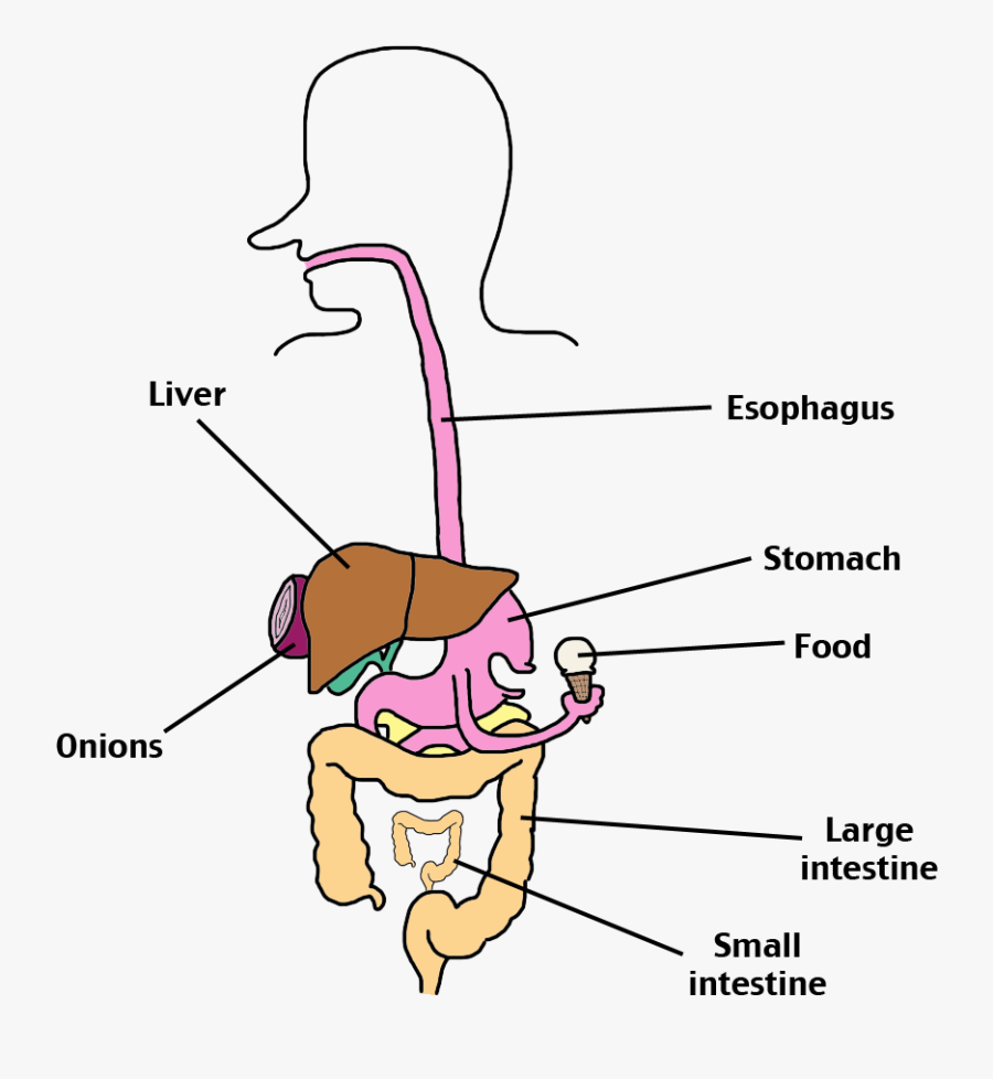 digestive system diagram labeled