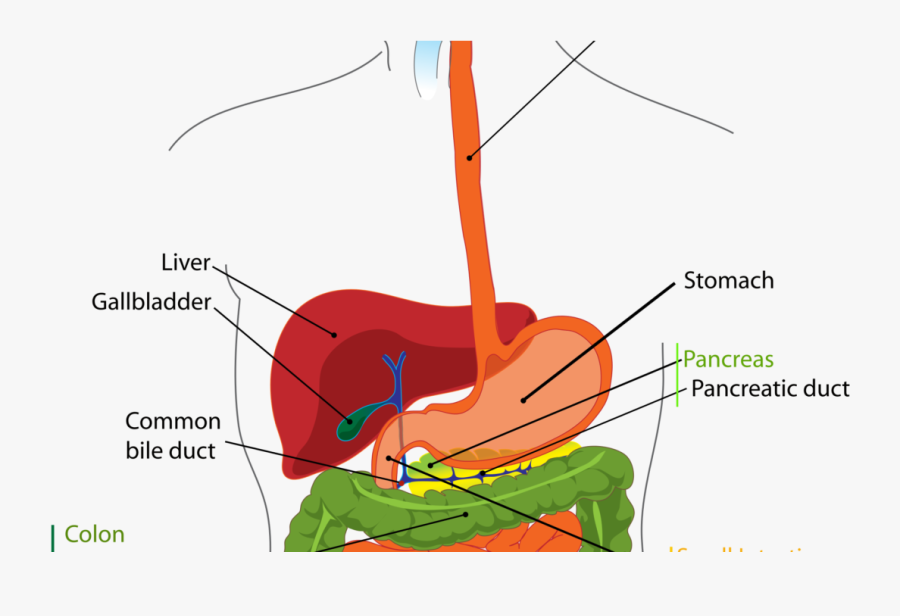The Digestive System Is Everything - Digestive System Parts Clipart, Transparent Clipart