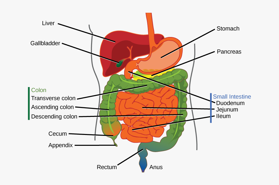 Clip Art Picture Of Digestive System - Labeled Digestive System Cartoon, Transparent Clipart